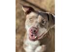Adopt Stormy a American Pit Bull Terrier / Mixed Breed (Medium) / Mixed dog in