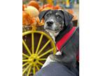 Adopt (by) August a Mixed Breed (Medium) / Mixed dog in Fargo, ND (39026059)