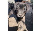 Adopt (by) Archer a Mixed Breed (Medium) / Mixed dog in Fargo, ND (39026057)
