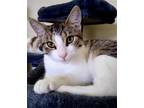 Adopt Petunia a White (Mostly) Manx / Mixed (short coat) cat in Markham