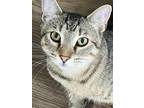 Adopt Taz a Brown Tabby Domestic Shorthair / Mixed (short coat) cat in Markham
