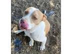 Adopt Lucky a Pit Bull Terrier / American Pit Bull Terrier / Mixed dog in