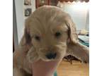 Mutt Puppy for sale in East Bend, NC, USA