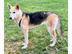 Adopt Army a German Shepherd Dog