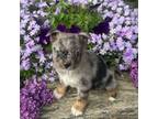 Miniature Australian Shepherd Puppy for sale in Edon, OH, USA