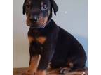 Doberman Pinscher Puppy for sale in Pinellas Park, FL, USA