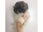 Shih-Poo Puppy for sale in Emporia, KS, USA