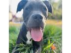 Adopt Media Darling a Brown/Chocolate Pit Bull Terrier / Mixed dog in Austin