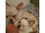French Bulldog Puppy for sale in Pamplico, SC, USA