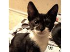 Adopt Ursa Minor 25 a All Black Domestic Shorthair / Mixed cat in Austin