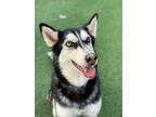 Adopt Ivy a Siberian Husky / Mixed dog in Oceanside, CA (39033852)