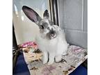 Adopt Willow a English Spot / Mixed rabbit in Naples, FL (39009741)