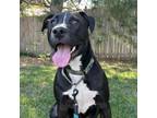 Adopt Hammy a Black Shepherd (Unknown Type) / Mixed dog in Shawnee