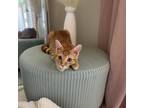 Adopt Blake a Orange or Red Domestic Shorthair / Mixed cat in Harrisonburg