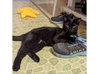 Adopt Noir a All Black Domestic Shorthair / Mixed cat in Harrisonburg