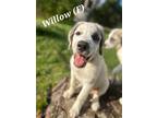 Adopt Willow a White - with Gray or Silver Great Pyrenees / Mixed dog in New