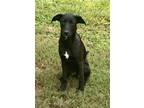 Adopt GG a German Shepherd Dog / Labrador Retriever / Mixed dog in New Smyrna
