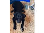 Adopt Susie pup a Black Labrador Retriever / Beagle / Mixed dog in New Smyrna