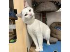 Adopt Oliver a Turkish Van / Mixed cat in Bountiful, UT (38922378)