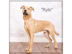 Adopt Rylo a Tan/Yellow/Fawn Labrador Retriever / Mixed dog in Montgomery