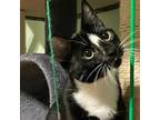 Adopt Finnegan a All Black Domestic Mediumhair / Mixed cat in Pleasanton