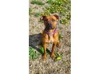 Adopt Rogan (6196) a Pit Bull Terrier, Boxer
