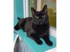 Adopt 6202 (Ebony) a Domestic Short Hair