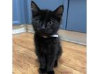 Adopt Beauregard (Bowie) a All Black Domestic Mediumhair / Mixed cat in