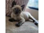 Adopt Birch a White (Mostly) Siamese / Mixed cat in Los Angeles, CA (38987104)