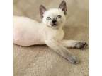Adopt Jacaranda a White (Mostly) Siamese / Mixed cat in Los Angeles