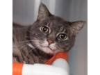 Adopt Battleship a Gray or Blue Domestic Shorthair / Mixed cat in Salt Lake