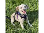 Adopt Mikey a White - with Tan, Yellow or Fawn Poodle (Miniature) / Mixed dog in