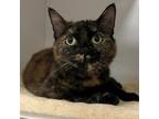 Adopt Princess Lexie a Tortoiseshell Domestic Shorthair / Mixed cat in Blasdell