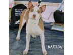 Adopt Matilda a White - with Tan, Yellow or Fawn Mixed Breed (Large) / Mixed dog