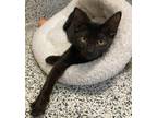 Adopt Elias a Domestic Shorthair / Mixed cat in Fresno, CA (39158238)