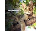 Adopt Working Cat - Sabretooth a Domestic Shorthair / Mixed cat in Oceanside