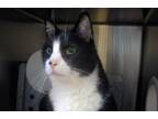 Adopt Ricky a Domestic Shorthair / Mixed cat in Escondido, CA (39002737)