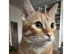 Adopt Mr. Bingley of Netherfield Park a Orange or Red Domestic Shorthair / Mixed
