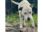 Adopt Porter a White - with Tan, Yellow or Fawn Mixed Breed (Large) / Mixed