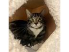 Adopt Houdini a Domestic Shorthair / Mixed cat in Nanaimo, BC (39056030)