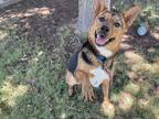 Adopt Bella Boo Blair a Brown/Chocolate German Shepherd Dog dog in Twin Falls