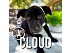 Adopt Cloud September a Black Labrador Retriever dog in Twin Falls