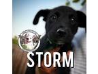 Adopt Storm September a Black Labrador Retriever dog in Twin Falls
