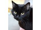 Adopt Kahana a Domestic Shorthair / Mixed cat in Novato, CA (39044533)