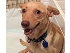 Adopt Deli K Tessen a Tan/Yellow/Fawn Terrier (Unknown Type
