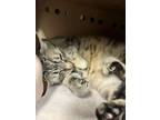 Adopt Tigger a Domestic Shorthair / Mixed cat in Cranbrook, BC (39020497)