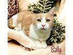 Adopt Sally 123723 a Domestic Short Hair