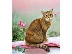 Adopt Molly 123723 a Domestic Short Hair