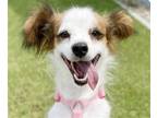 Adopt Marge a Spaniel (Unknown Type) / Mixed dog in San Ramon, CA (38953558)