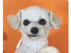 Adopt Kelly a Poodle (Miniature) / Mixed dog in San Ramon, CA (38953555)